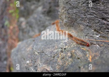 chenille processionnaire brune fourrure sur roche grise au printemps dans les montagnes de l'Himalaya, Népal. Macro gros plan avec flou de mise au point Banque D'Images