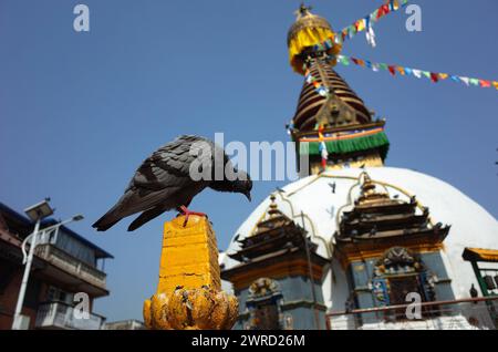 Pigeon oiseau malsain devant le stupa bouddhiste. Pollution environnementale, émissions toxiques, eau empoisonnée, impact sur la faune Banque D'Images