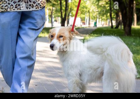 Chien blanc moelleux sur fond de fleurs gros plan Banque D'Images