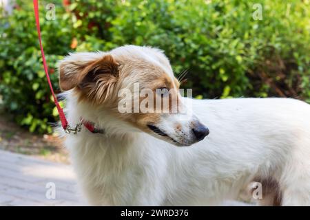 Chien blanc moelleux sur fond de fleurs gros plan Banque D'Images