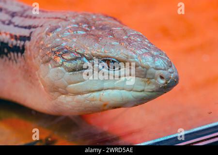 Lézard skink de la famille des Scincidae. Gros plan de la tête. Les skinks sont des lézards populaires à garder dans un terrarium à la maison avec une longue langue bleue inhabituelle. Blue-ongue Banque D'Images