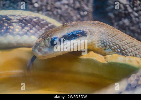 Fire Ball Python Snake enroulé autour d'une branche. python, un serpent populaire connu pour son tempérament docile. Le serpent a un motif et une couleur uniques Banque D'Images