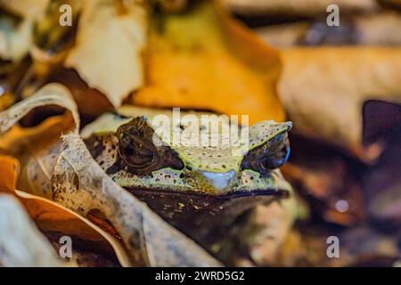 Anaxyrus cognatus, le crapaud des grandes Plaines. Vert et brun avec une peau bosselée et une crête osseuse sur le dessus de la tête. Yeux bulbeux, peau sèche. Banque D'Images