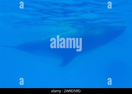 gros plan d'un dauphin nageant dans une eau bleue claire. Le dauphin est face à la caméra, et son corps est dans une position gracieuse et voûtée. océan bleu profond. Banque D'Images