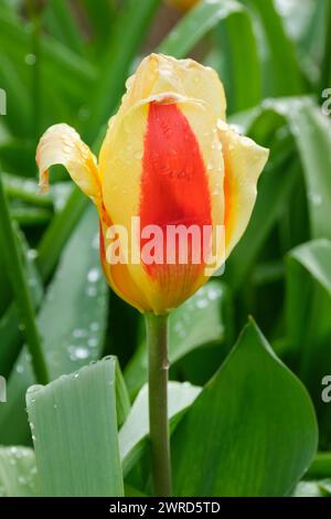 Tulip Stresa, Tulipa stresa, rouge, bordé profondément, fleur jaune Banque D'Images