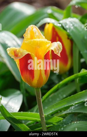 Tulip Stresa, Tulipa stresa, rouge, bordé profondément, fleur jaune Banque D'Images