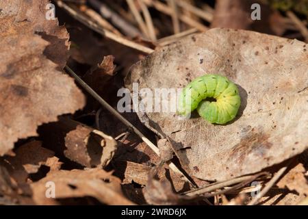 Grosse larve jaune sous les ailes (Noctua pronuba) Banque D'Images