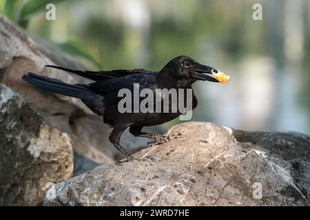 Image portrait de grand corbeau unique tient la paix du pain dans son bec dans le parc extérieur Banque D'Images