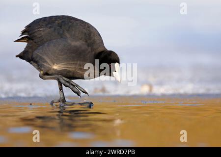 Black Coot / Coot / Eurasian Coot ( Fulica atra ) se tient en parfaite lumière sur le bord de la glace, vérifiant soigneusement la température de l'eau, semble drôle, la faune Banque D'Images