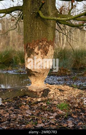 le castor était là... Chêne grignoté ( Fagus sylvatica ) au bord d'un plan d'eau, traces d'animaux, nature en Europe. Banque D'Images