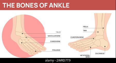 Schéma des os du pied. Anatomie de la cheville humaine. Partie du corps. Nom et description. Manuel de formation des orthopédistes ou des artistes. Structure de squelette de jambe. Poste médical Illustration de Vecteur