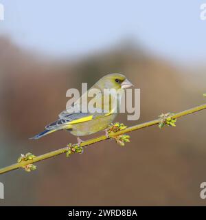 Typischer Gartenvogel... Grünfink Carduelis chloris , Männchen im Prachtkleid auf einem blühenden Forsythienzweig, einheimische Vogelwelt, Tierwelt, Europa, Deutschland *** oiseau de jardin typique... Greenfinch Carduelis chloris sur une branche de forsythia au printemps, oiseau chanteur indigène, résident, beau mâle en tenue d'élevage, Wildife, Europe. Nordrhein-Westfalen Deutschland, Westeuropa Banque D'Images