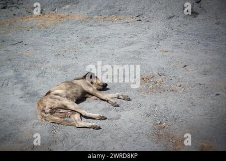 Vieux chien endormi sans abri sale en plein air sur le sol Banque D'Images