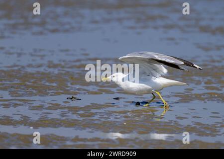 Une mouette Mew sur une plage du nord de la France par une journée ensoleillée en été, décollant Banque D'Images
