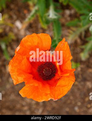 Gros plan de la fleur d'oranger de la plante annuelle de jardin Papaver orientale. Banque D'Images