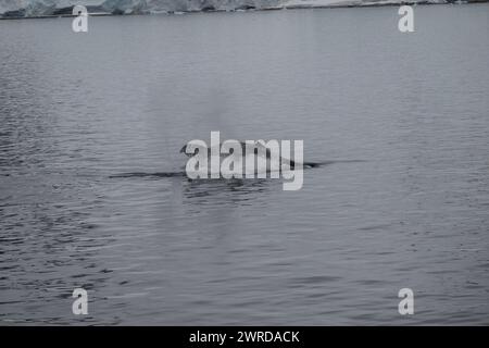 Baleine à bosse (Megaptera novaeangliae), percée dans les eaux calmes de la baie de Charlotte, Antarctique janvier 2024 Banque D'Images