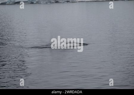 Baleine à bosse (Megaptera novaeangliae), percée dans les eaux calmes de la baie de Charlotte, Antarctique janvier 2024 Banque D'Images