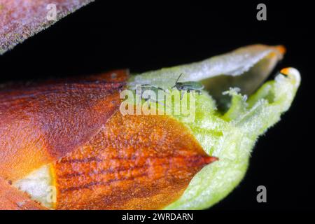 Puceron d'oiseau (Rhopalosiphum padi). Jeunes pucerons, éclosant simplement des œufs, sur un bourgeon de cerise d'oiseau (Prunus padus). Banque D'Images