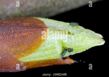 Puceron d'oiseau (Rhopalosiphum padi). Jeunes pucerons, éclosant simplement des œufs, sur un bourgeon de cerise d'oiseau (Prunus padus). Banque D'Images