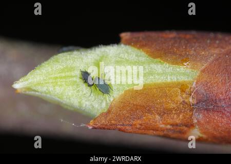 Puceron d'oiseau (Rhopalosiphum padi). Jeunes pucerons, éclosant simplement des œufs, sur un bourgeon de cerise d'oiseau (Prunus padus). Banque D'Images