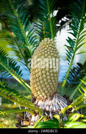 Funchal, Madère : cône d'un cycad lebombo (encéphalartos lebomboensis) Banque D'Images