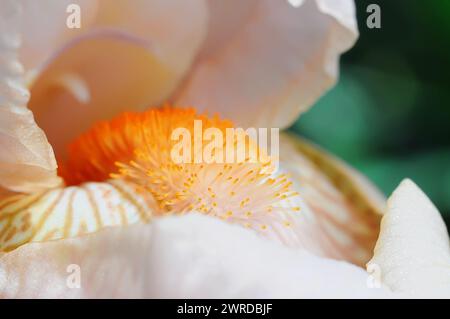 Gros plan des étamines avec du pollen et des pétales. Macro photo d'une fleur d'iris jaune blanc. Banque D'Images