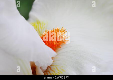 Gros plan des étamines avec du pollen et des pétales. Macro photo d'une fleur d'iris jaune blanc. Banque D'Images