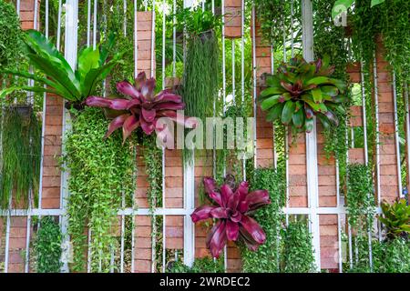 Bromelia plante multicolore avec des feuilles colorées. Pousser sur les branches sur un mur décoratif en bois avec d'autres plantes amelia Liaon. Nature tropicale verte Banque D'Images