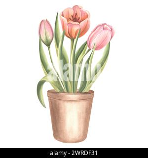 Bouquet de tulipes roses avec des feuilles en pot de fleurs. Illustration isolée de l'aquarelle dessinée à la main. Modèle de dessin de fleurs de jardin de printemps Blossom pour la carte de Banque D'Images
