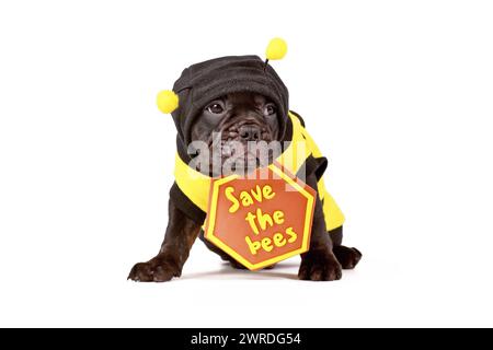 Chiot bouledogue français habillé avec un costume d'abeille et le signe « Save the Bees » sur fond blanc Banque D'Images