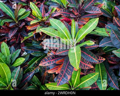 Feuilles colorées de Croton pour le fond Banque D'Images