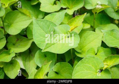 Houttuynia cordata kwon comme menthe de poisson ou plante thaïlandaise plu Kaow Banque D'Images