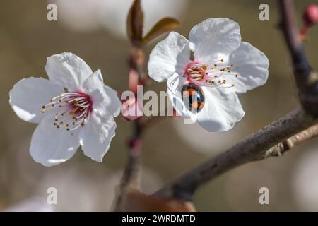 Arlequin Ladybird - Harmonia axyridis - sur les fleurs d'une prune cerise - Prunus cerasifera Banque D'Images