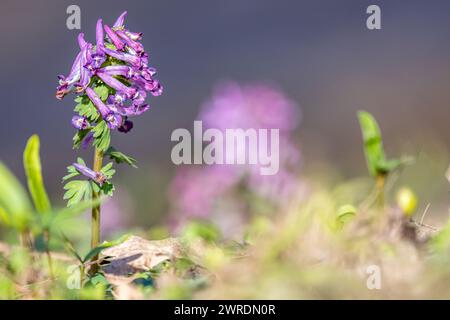 Plante à fleurs Corydalis cava. Fleurs violettes au printemps. Banque D'Images