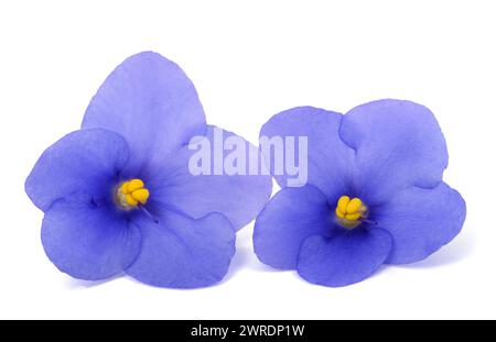 Les violettes africaines (Saintpaulia) isolé sur fond blanc Banque D'Images