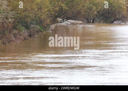 Gloucester, Royaume-Uni. 12 mars 2024. Rare 5 étoiles River Severn bore. Le Severn bore est un raz-de-marée d'eau qui se dirige vers 25 miles jusqu'à l'estuaire de la Severn entre Awre et Gloucester. La vague peut atteindre des vitesses allant jusqu'à 21 km/h et comme la largeur de la rivière Severn se rétrécit, la vague devient soutenue et produit le célèbre Severn bore. Phénomène naturel, les boréaux 5 étoiles sont rares et ont une amplitude de marée de 5,4 mètres et plus. Image du trou qui finalement était plus une houle qu'une vague. Crédit : Nidpor/Alamy Live News Banque D'Images