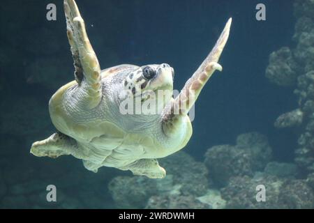 La tortue caouanne (Caretta caretta), ou caouanne, est une tortue océanique distribuée dans le monde entier. C'est un reptile marin, appartenant t Banque D'Images