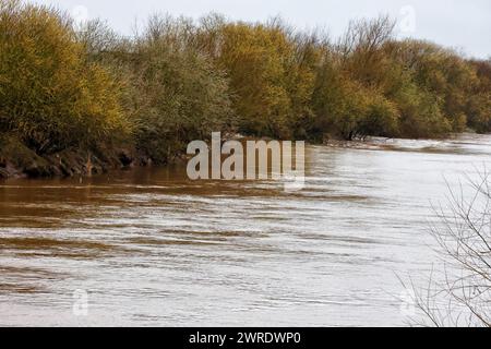 Gloucester, Royaume-Uni. 12 mars 2024. Rare 5 étoiles River Severn bore. Le Severn bore est un raz-de-marée d'eau qui se dirige vers 25 miles jusqu'à l'estuaire de la Severn entre Awre et Gloucester. La vague peut atteindre des vitesses allant jusqu'à 21 km/h et comme la largeur de la rivière Severn se rétrécit, la vague devient soutenue et produit le célèbre Severn bore. Phénomène naturel, les boréaux 5 étoiles sont rares et ont une amplitude de marée de 5,4 mètres et plus. Image du trou qui finalement était plus une houle qu'une vague. Crédit : Nidpor/Alamy Live News Banque D'Images