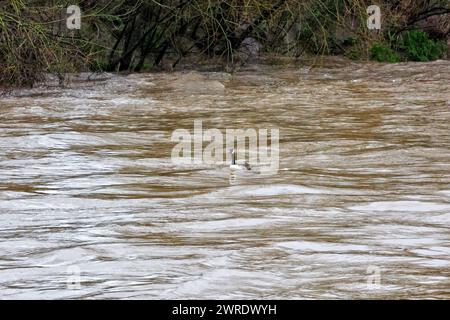 Gloucester, Royaume-Uni. 12 mars 2024. Rare 5 étoiles River Severn bore. Le Severn bore est un raz-de-marée d'eau qui se dirige vers 25 miles jusqu'à l'estuaire de la Severn entre Awre et Gloucester. La vague peut atteindre des vitesses allant jusqu'à 21 km/h et comme la largeur de la rivière Severn se rétrécit, la vague devient soutenue et produit le célèbre Severn bore. Phénomène naturel, les boréaux 5 étoiles sont rares et ont une amplitude de marée de 5,4 mètres et plus. Image du trou qui finalement était plus une houle qu'une vague. Crédit : Nidpor/Alamy Live News Banque D'Images