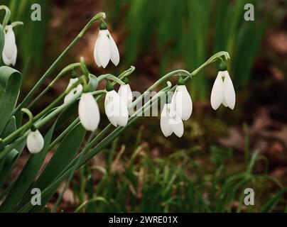 Des gouttes de neige blanches fraîches entourées d'herbe verte vibrante et de feuilles Banque D'Images