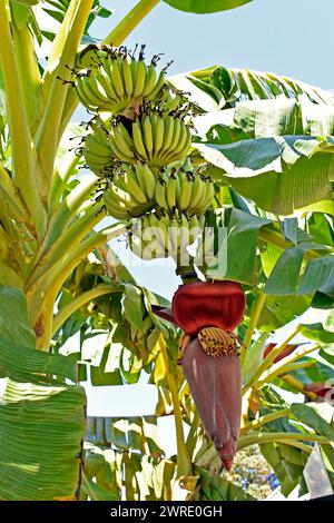 Bouquet de bananes vertes sur arbre à Ribeirao Preto, Sao Paulo, Brésil Banque D'Images