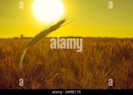 L'oreille mature et sèche de blé doré dans les gouttes après la pluie dans un champ au coucher du soleil. Récolte. Banque D'Images