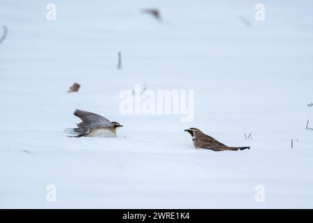 Deux oiseaux atterrissant sur un sol enneigé près de plantes fanées Banque D'Images