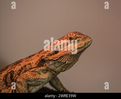 Photo du reptile agama barbu sous une lumière rouge à partir de laquelle il se réchauffe. Le reptile est une belle espèce avec des aiguilles très pointues. Banque D'Images