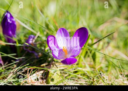 Fleurs de Crocus violettes en gros plan à la fin de l'hiver. Banque D'Images