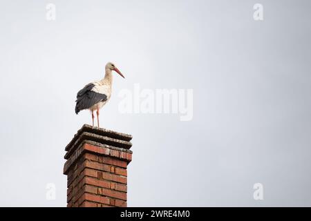 Cigogne assise sur une cheminée, migration des oiseaux en Alsace, Oberbronn France, reproduction au printemps Banque D'Images