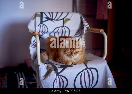 chat rouge moelleux est assis sur une chaise Banque D'Images