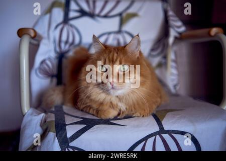 chat rouge moelleux est assis sur une chaise Banque D'Images