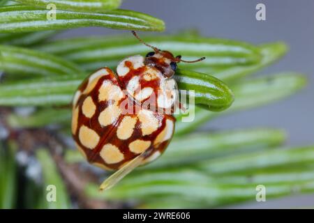 Coccinelle Sospita vigintiguttata. Une coccinelle belle et pas souvent vue. Un coléoptère bénéfique qui mange les ravageurs des plantes dans les jardins et les champs. Banque D'Images