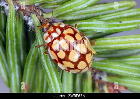 Coccinelle Sospita vigintiguttata. Une coccinelle belle et pas souvent vue. Un coléoptère bénéfique qui mange les ravageurs des plantes dans les jardins et les champs. Banque D'Images